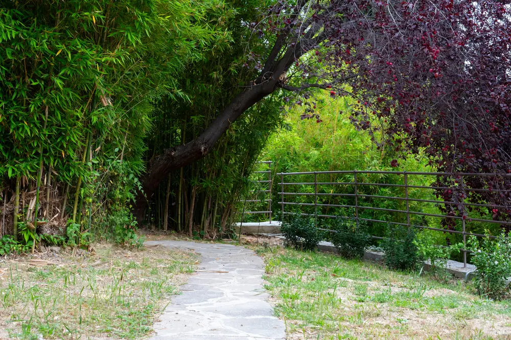 The park of Villa Rappis 6/6